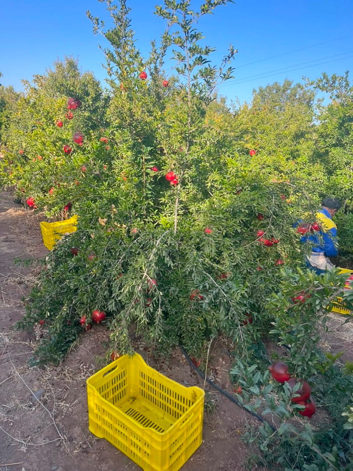 بهترین انار ساوه کجاست