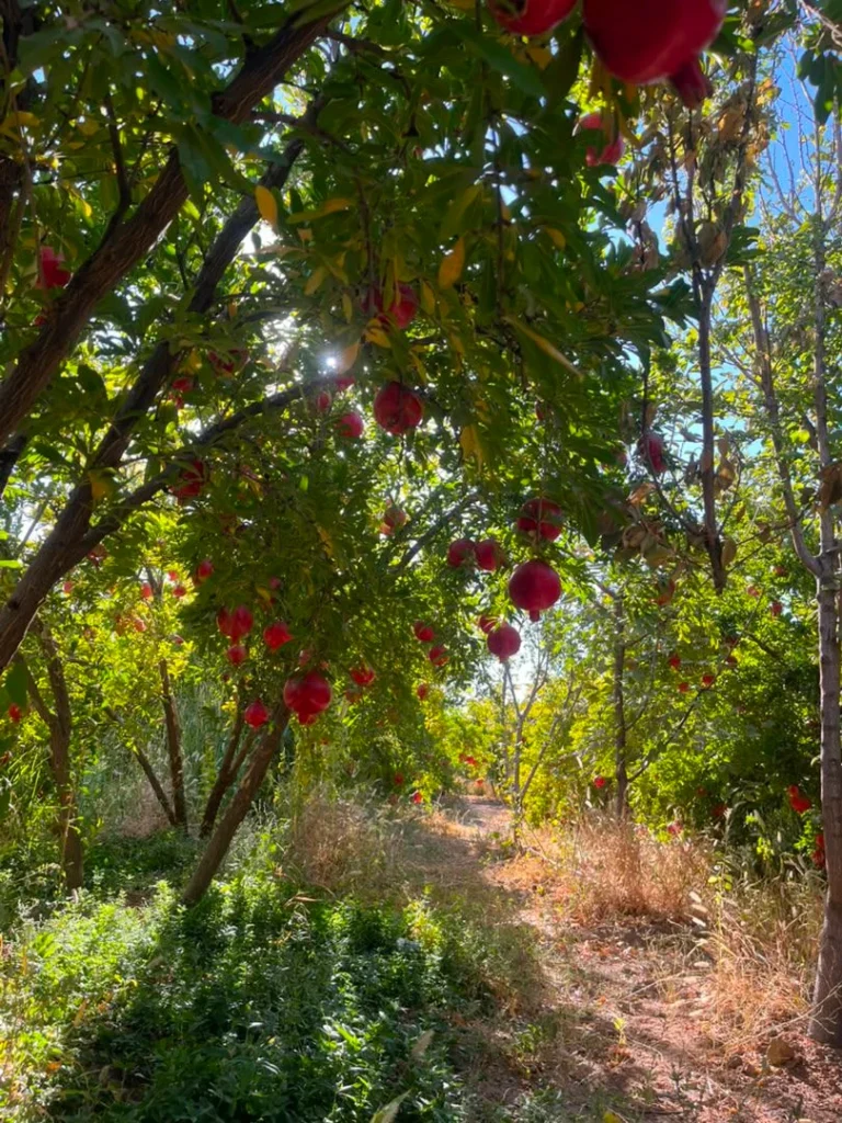 بهترین انار ساوه کجاست