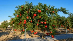 بهترین انار ساوه کجاست