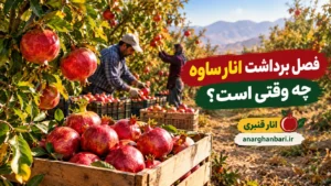 فصل برداشت انار ساوه چه وقتی است