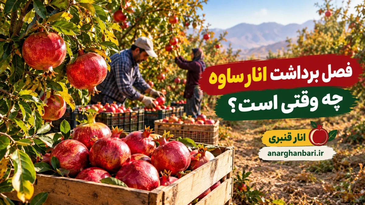 فصل برداشت انار ساوه چه وقتی است